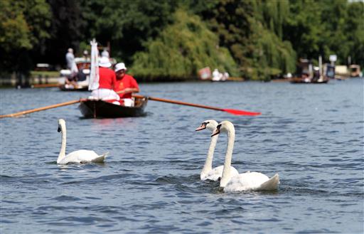 Dog Attacks Loom over This Year's Count of Queen's Swans