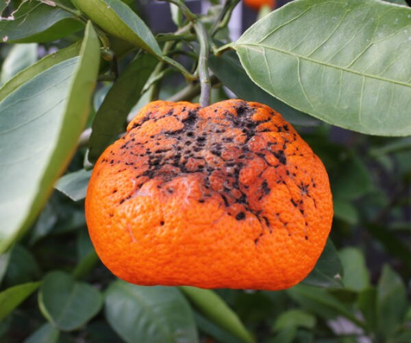 Hurricane Irma May Hasten Decline of Orange Juice