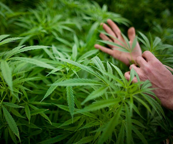 Israel: Marijuana Use Would Be Decriminalized Under Proposal