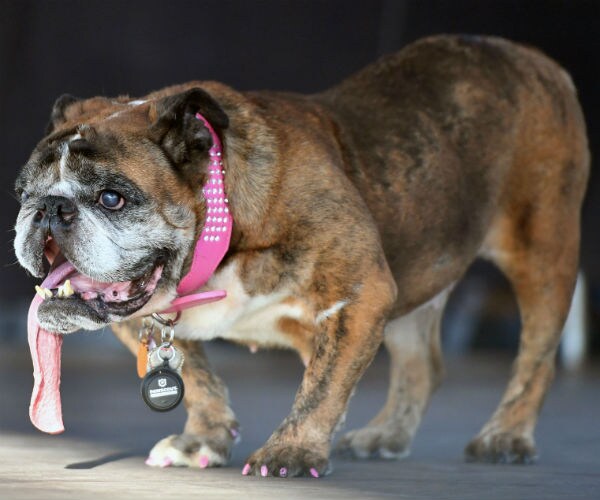 Zsa Zsa, the English Bulldog, Wins World's Ugliest Dog Title