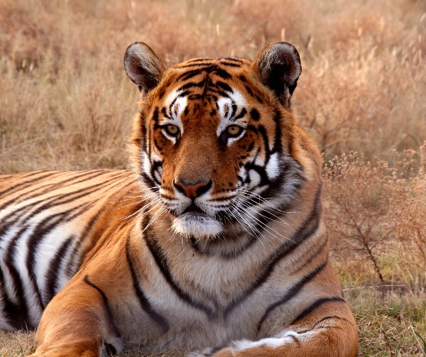 No More Tiger King: Biden Signs Bill Banning Big Cat Ownership