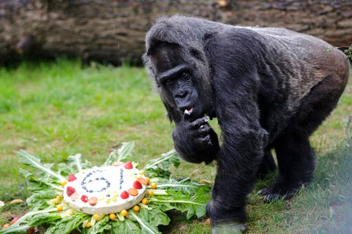 Veteran Gorilla Fatou Celebrates 61st Birthday at Berlin Zoo
