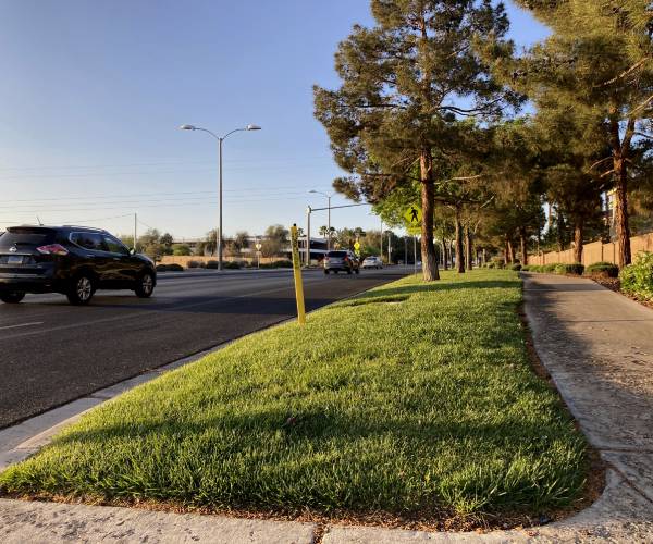 grass between a street and sidewalk in las vegas