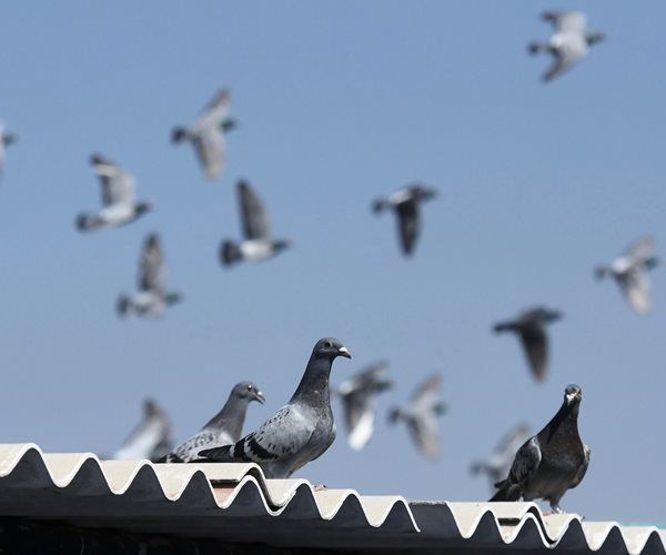 Pigeon Sells for More Than $1 Million