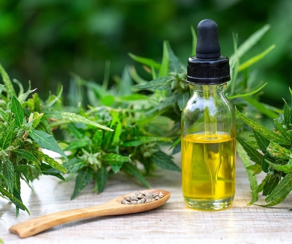 marijuana plant, CBD oil