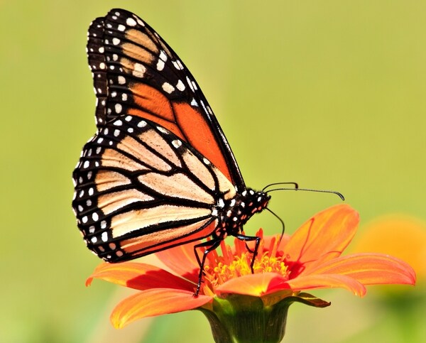 Government to Spend $3.2 Million to Help Monarch Butterfly