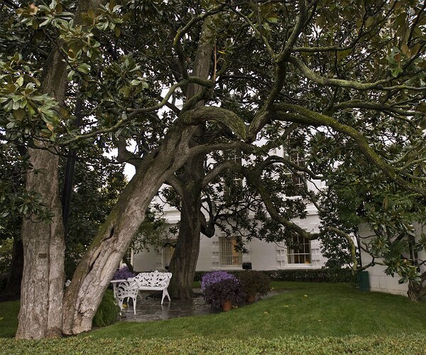 Iconic White House Trees to Be Removed