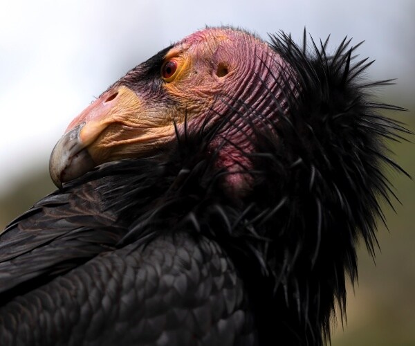 a california condor