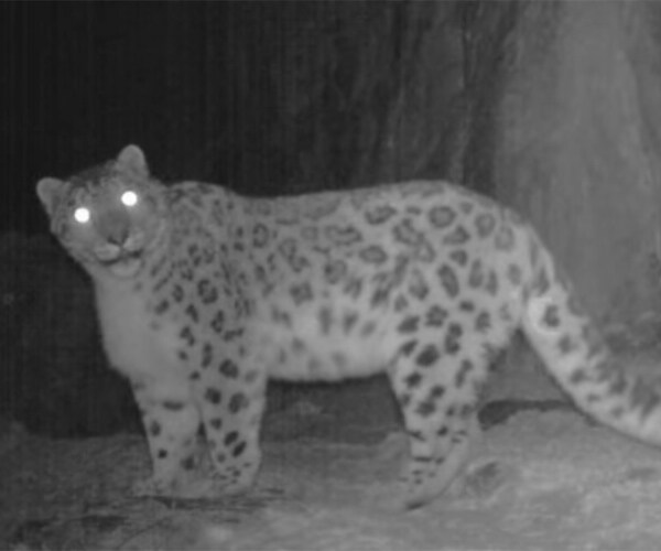 Leopards Change Spots: Relatives Crash Himalayan Snow Cat Habitat