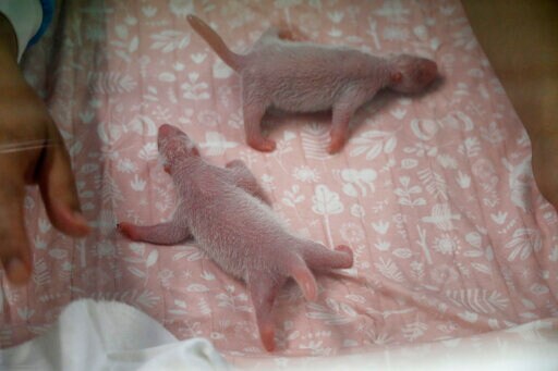 Belgian Park Trumpets Arrival of Twin Baby Pandas