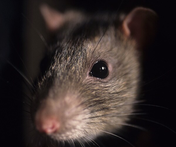 Rat in ATM Eats $18,000 Worth of Cash in India