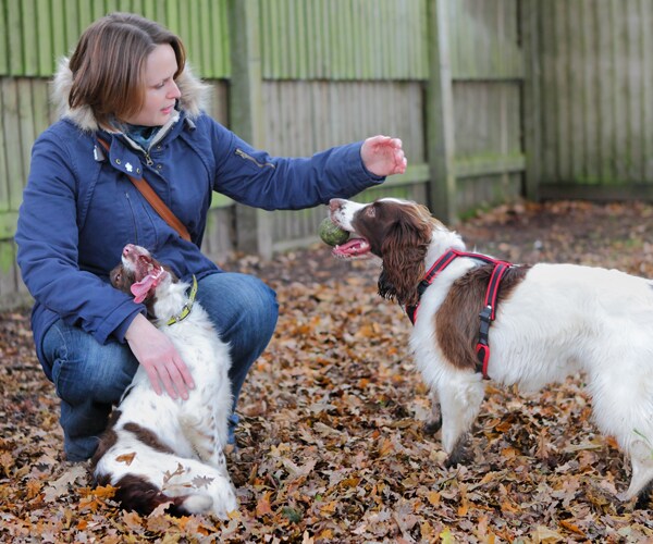 two dogs with their owner