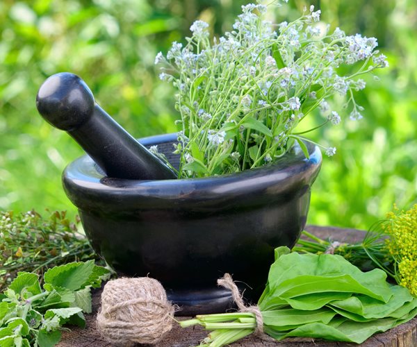 Healing Herbs From the Bible Conquer Modern Diseases