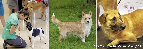 Westminster Adding Mongrels, But Forget About Best-in-Show Mutt