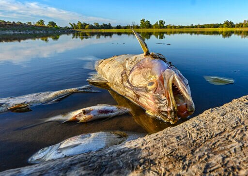 Germany: No Single Cause for Massive Oder River Fish Die-off