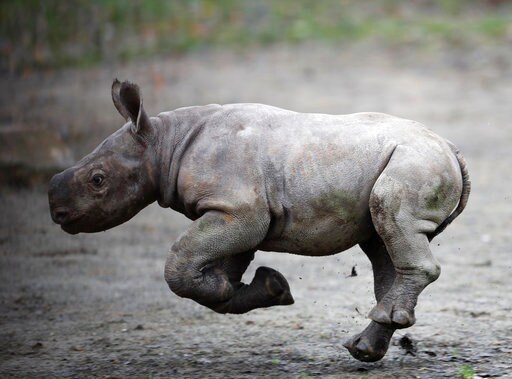 Czech Zoo Cheers Birth of Endangered Eastern Black Rhino