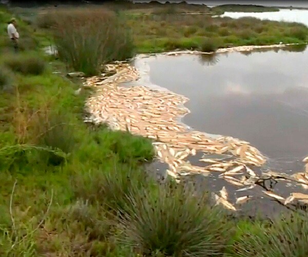 Malibu Lagoon Fish Kill Tied to Warm Weather