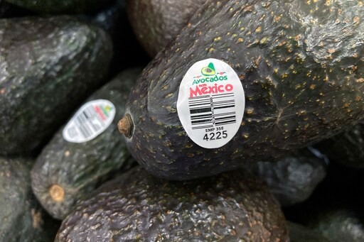 Assault on US Avocado Inspectors in Mexican State Led to Suspension of Inspections