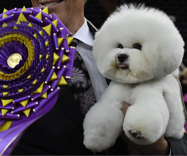 Flynn the Bichon Frise Is Westminster's Surprise Top Dog