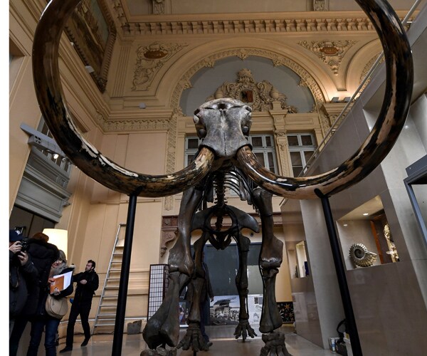 Mammoth Skeleton Sells for $645,000 in France