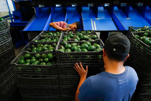 Experts See Avocado Price Rise, Damage to Mexican Producers