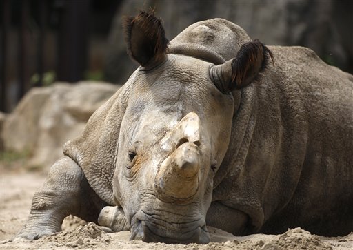 Critically Endangered Northern White Rhino Dies at Czech Zoo