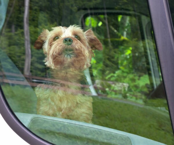 10 Warm-Weather Survival Tips for Your Pet