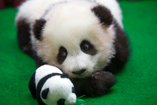 Baby Panda Born in Malaysia Zoo Makes Media Appearance
