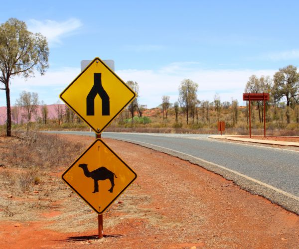 Teen Driver, Camel Collide on Alabama Road; Both Hurt, Camel Euthanized