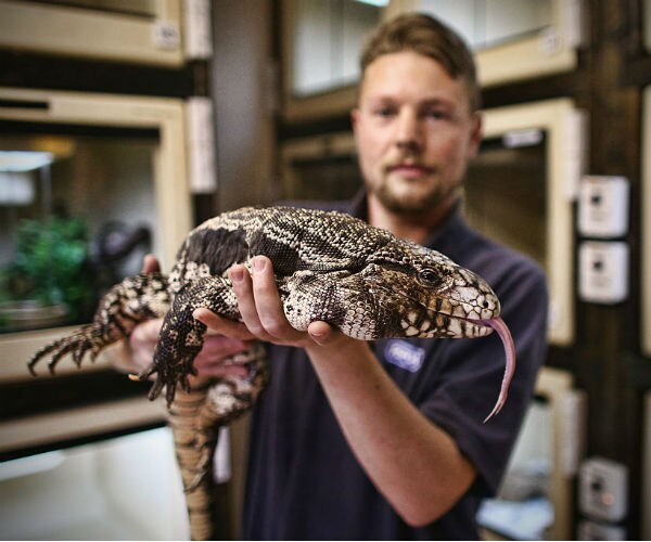 Lizards From South America Could Threaten U.S. South  - Study