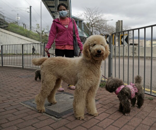 a woman is shown with a mask covering her face while walking her dogs