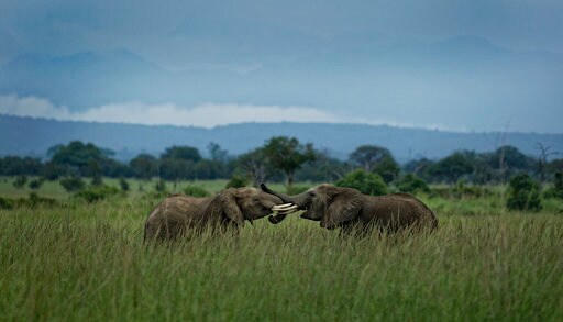 Battle to Save Africa's Elephants Is Gaining Some Ground