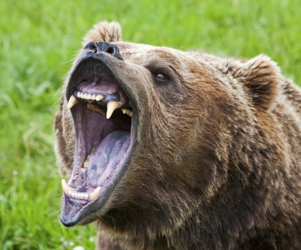 a bear growls