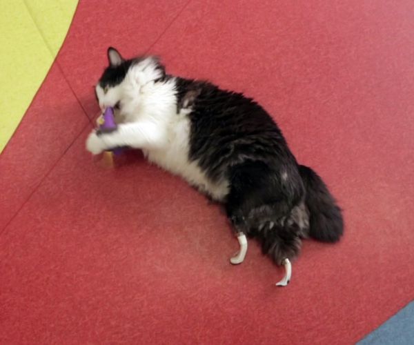 Bionic Cat: Pooh the Homeless Stray Recovers From Roadside Injury