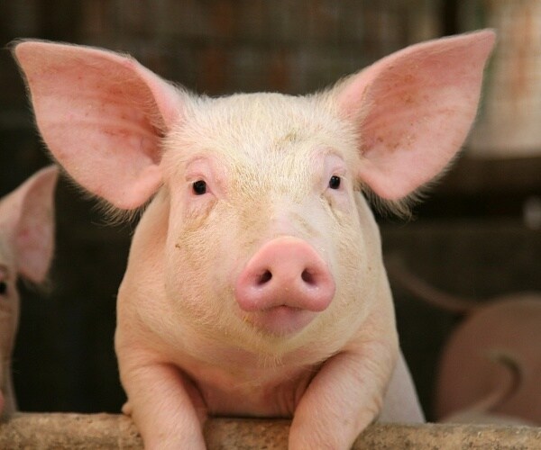 Experiment Reveals Intelligence of Pigs