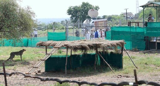 As Another Cheetah Dies in India, Authorities Try to Get Ambitious Conservation Project on Track