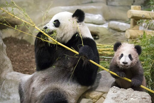 France's Playful Baby Panda Makes 1st Public Appearance