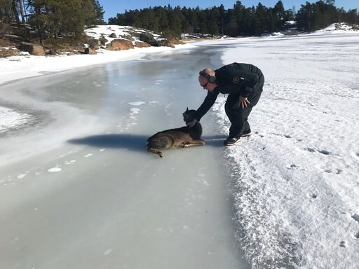 Finland: Coast Guard Gives Unsteady Fawn a Hand off Ice