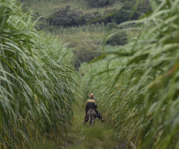 Mexico Cancels Sugar Export Permits to US in Trade Dispute