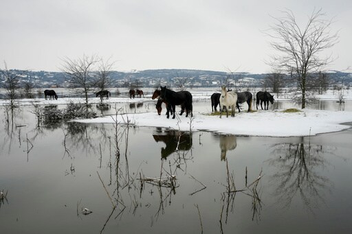 Nearly 200 Cows and Horses Stuck on a Serbian River Island in Cold Weather Are Being Rescued