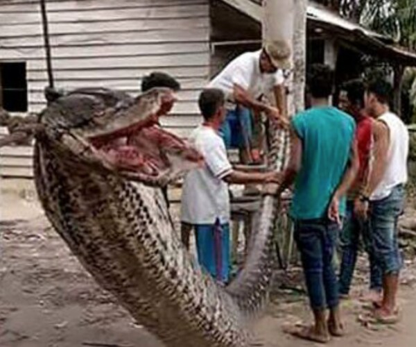 Giant Python Attacks Man, Then Eaten for Dinner