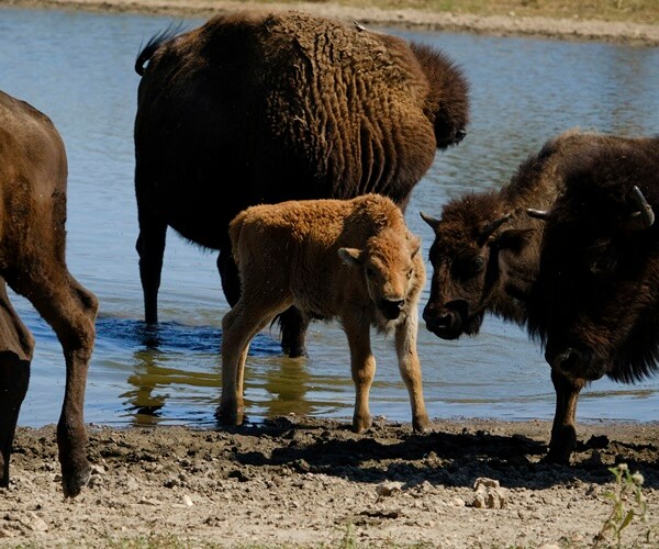 US to Focus Bison Restoration on Expanding Tribal Herds