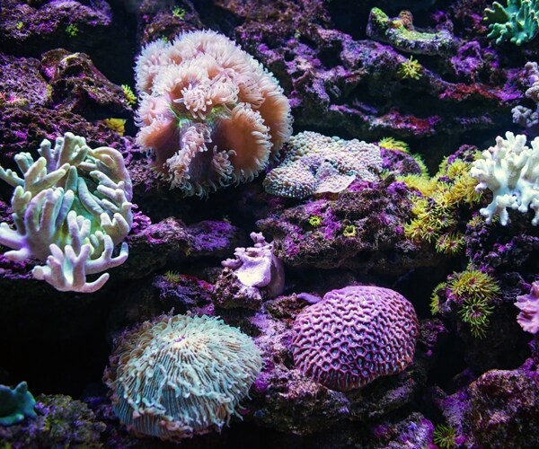 Energy Industry Says 'No Thanks' to Trump Offer of Marine Sanctuaries