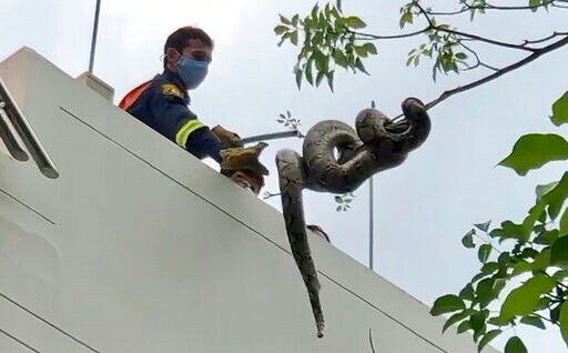 Bangkok's Snakes Keep Catchers Busy Despite Virus Surge