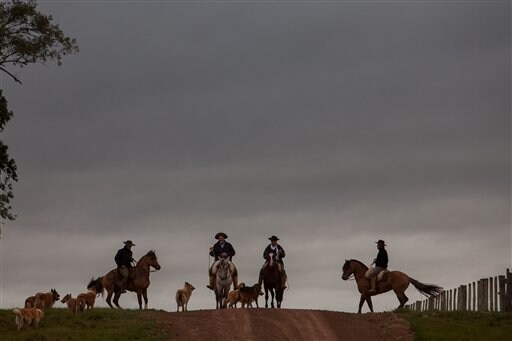 AP PHOTOS: Keeping Brazil's Cowboy Traditions Alive