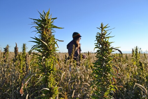 House Legalizes Hemp Cultivation for Industrial Products