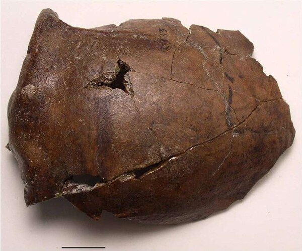 Oldest-Known Tsunami Victim Skull Found in Papua New Guinea