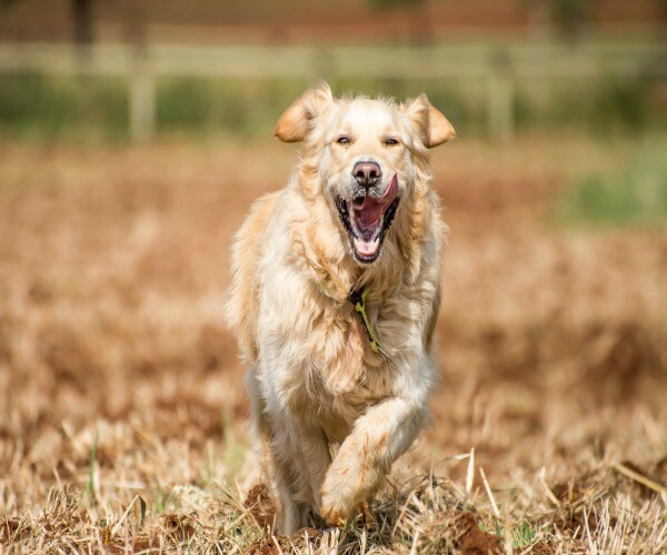 Anti-Aging Drugs Could Help Dogs Live Longer 