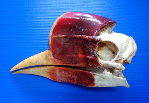 Better Protection Sought for Thailand's Helmeted Hornbill