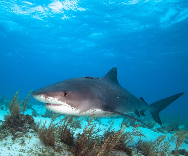 New York Shark Attacks Reported Along Fire Island Beaches